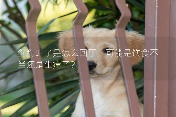 狗狗吐了是怎么回事，可能是飲食不當還是生病了？