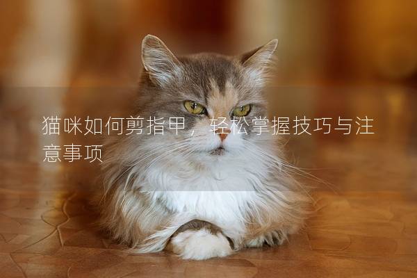 貓咪如何剪指甲，輕松掌握技巧與注意事項