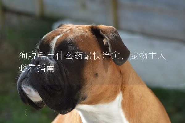 狗脫毛用什么藥最快治愈，寵物主人必看指南