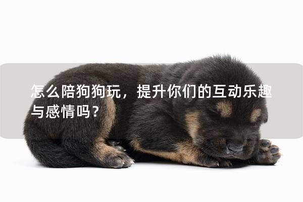 怎么陪狗狗玩，提升你們的互動樂趣與感情嗎？