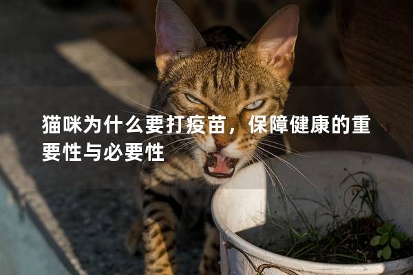 貓咪為什么要打疫苗，保障健康的重要性與必要性