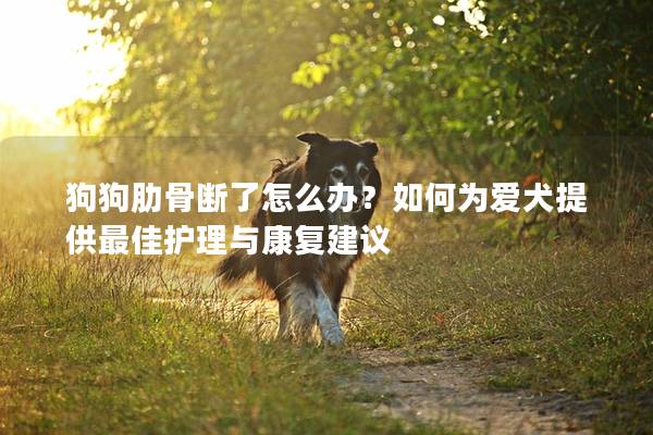 狗狗肋骨斷了怎么辦？如何為愛犬提供最佳護理與康復建議