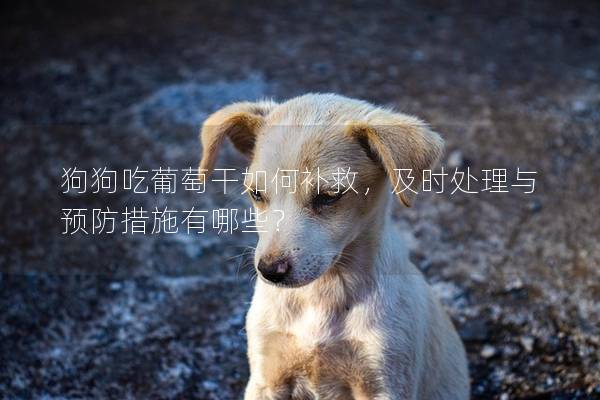 狗狗吃葡萄干如何補救，及時處理與預防措施有哪些？