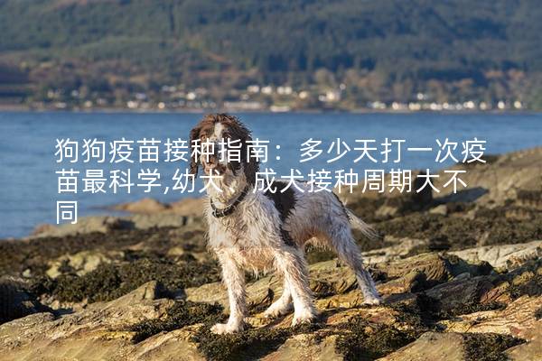 狗狗疫苗接種指南：多少天打一次疫苗最科學,幼犬、成犬接種周期大不同