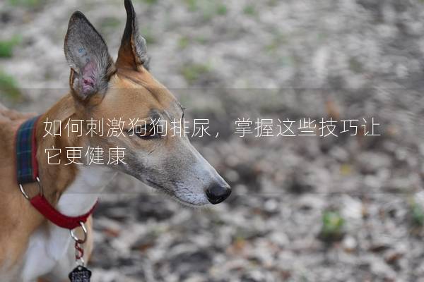如何刺激狗狗排尿，掌握這些技巧讓它更健康