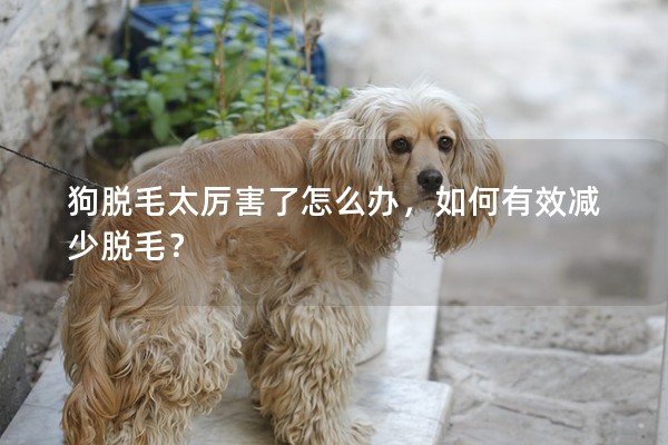 狗脫毛太厲害了怎么辦，如何有效減少脫毛？