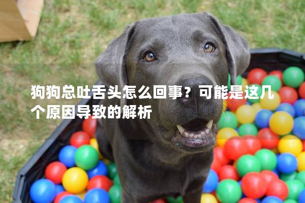 狗狗總吐舌頭怎么回事？可能是這幾個原因導致的解析