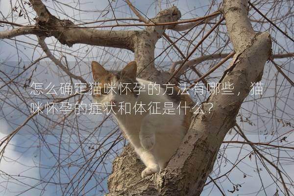 怎么確定貓咪懷孕的方法有哪些，貓咪懷孕的癥狀和體征是什么？