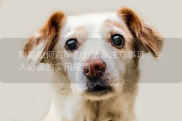 狗狗如何避孕的方法與注意事項,主人必讀的實用指南 狗狗如何避孕的方法與注意事項,主人必讀的實用指南