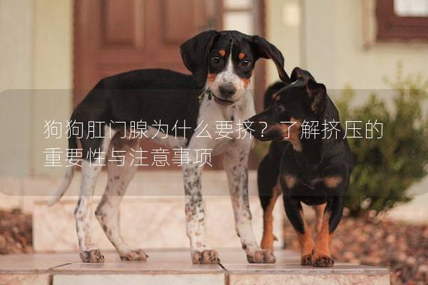 狗狗肛門腺為什么要擠？了解擠壓的重要性與注意事項(xiàng)