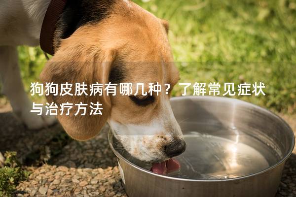 狗狗皮膚病有哪幾種?了解常見癥狀與治療方法 狗狗皮膚病有哪幾種?了解常見癥狀與治療方法