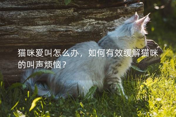 貓咪愛叫怎么辦，如何有效緩解貓咪的叫聲煩惱？