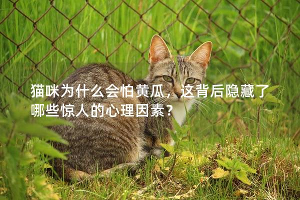 貓咪為什么會怕黃瓜，這背后隱藏了哪些驚人的心理因素？