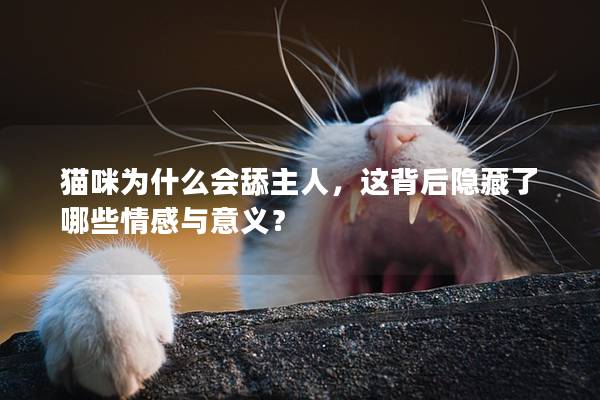 貓咪為什么會舔主人，這背后隱藏了哪些情感與意義？