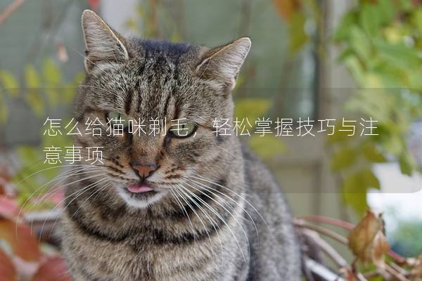 怎么給貓咪剃毛，輕松掌握技巧與注意事項
