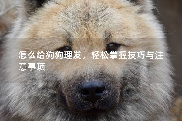 怎么給狗狗理發(fā)，輕松掌握技巧與注意事項(xiàng)