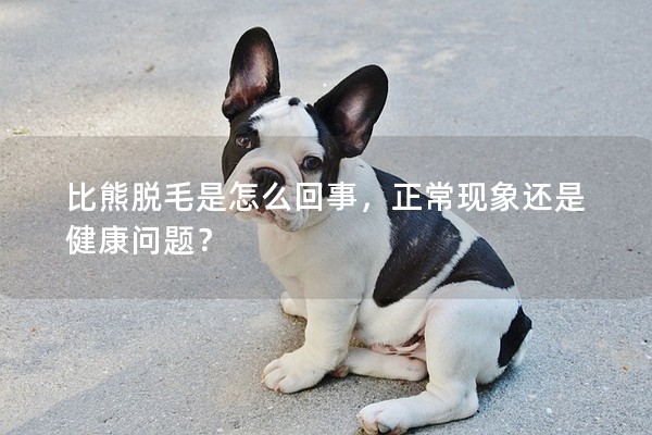 比熊脫毛是怎么回事，正常現(xiàn)象還是健康問題？