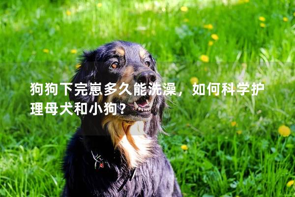 狗狗下完崽多久能洗澡，如何科學護理母犬和小狗？