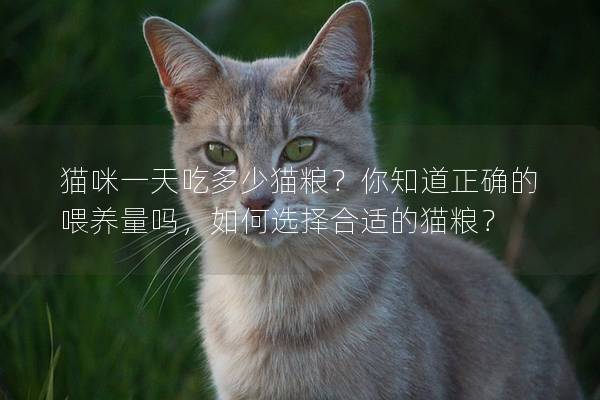 貓咪一天吃多少貓糧？你知道正確的喂養(yǎng)量嗎，如何選擇合適的貓糧？
