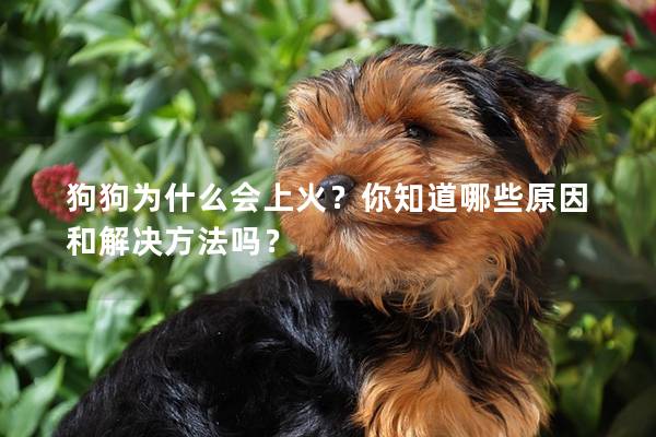 狗狗為什么會(huì)上火？你知道哪些原因和解決方法嗎？