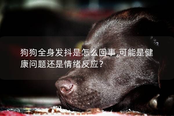 狗狗全身發抖是怎么回事,可能是健康問題還是情緒反應？