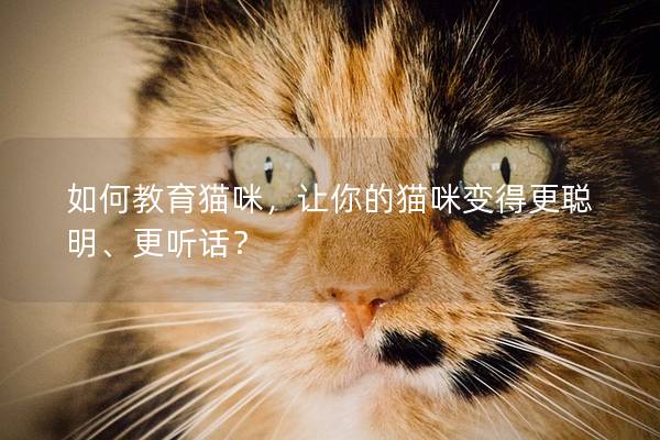 如何教育貓咪，讓你的貓咪變得更聰明、更聽話？