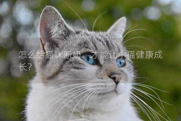 怎么給貓咪斷奶，才能讓小貓健康成長(zhǎng)？