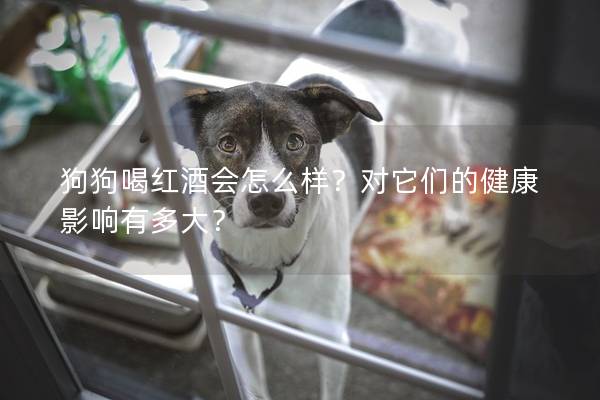 狗狗喝紅酒會怎么樣？對它們的健康影響有多大？