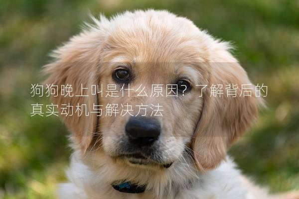 狗狗晚上叫是什么原因？了解背后的真實動機與解決方法