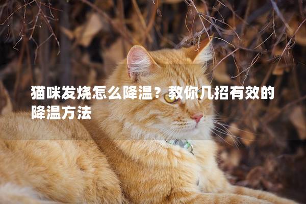 貓咪發燒怎么降溫？教你幾招有效的降溫方法