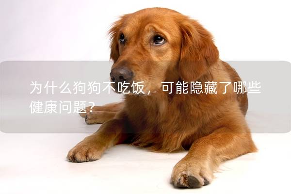 為什么狗狗不吃飯，可能隱藏了哪些健康問題？