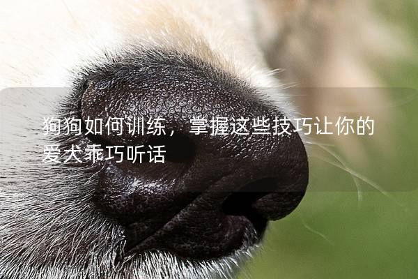 狗狗如何訓練，掌握這些技巧讓你的愛犬乖巧聽話