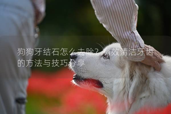 狗狗牙結石怎么去除？有效清潔牙齒的方法與技巧分享