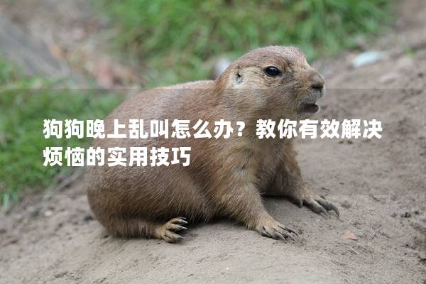 狗狗晚上亂叫怎么辦？教你有效解決煩惱的實用技巧