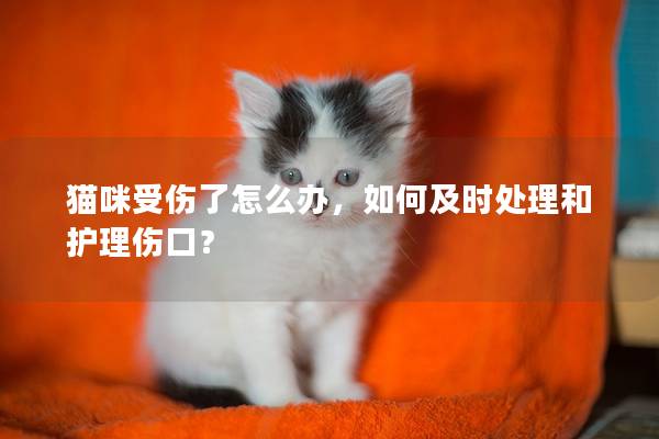 貓咪受傷了怎么辦，如何及時處理和護理傷口？