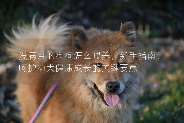 沒滿月的狗狗怎么喂養(yǎng)，新手指南：呵護幼犬健康成長的關(guān)鍵要點