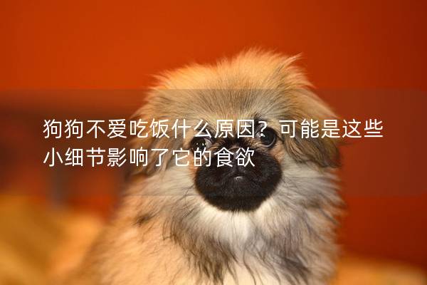 狗狗不愛吃飯什么原因？可能是這些小細節影響了它的食欲