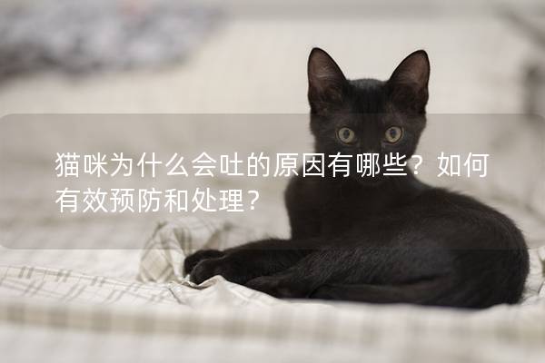 貓咪為什么會吐的原因有哪些？如何有效預防和處理？