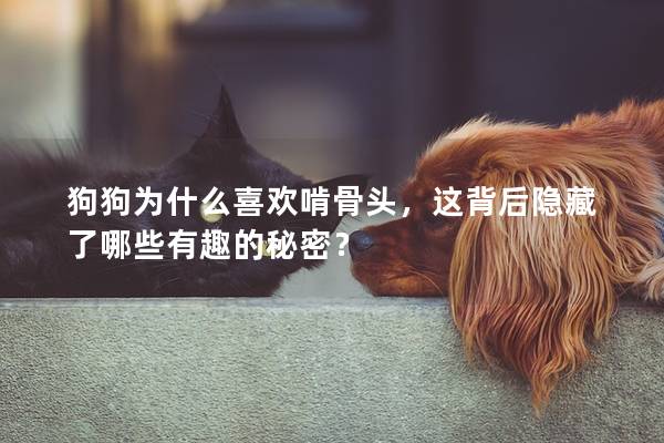 狗狗為什么喜歡啃骨頭，這背后隱藏了哪些有趣的秘密？