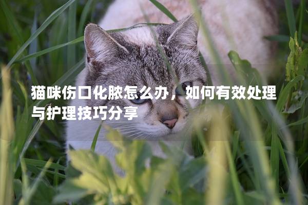 貓咪傷口化膿怎么辦，如何有效處理與護理技巧分享