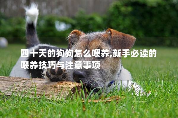 四十天的狗狗怎么喂養(yǎng),新手必讀的喂養(yǎng)技巧與注意事項(xiàng)