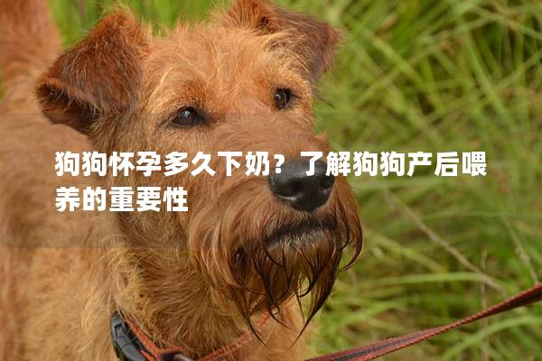 狗狗懷孕多久下奶？了解狗狗產(chǎn)后喂養(yǎng)的重要性