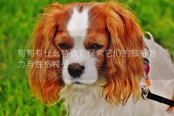 狗狗有什么特點？探索它們的獨特魅力與性格特征