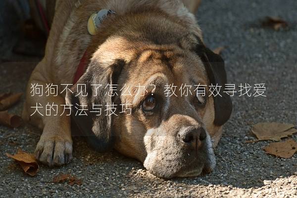 狗狗不見了怎么辦？教你有效尋找愛犬的方法與技巧