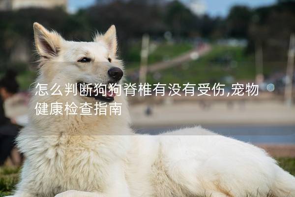 怎么判斷狗狗脊椎有沒有受傷,寵物健康檢查指南