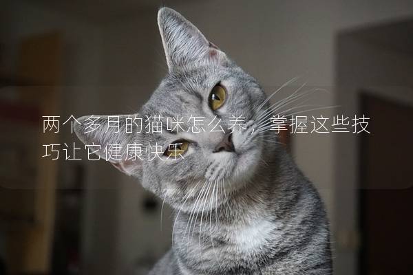 兩個多月的貓咪怎么養，掌握這些技巧讓它健康快樂