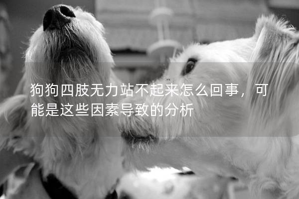 狗狗四肢無力站不起來怎么回事，可能是這些因素導(dǎo)致的分析