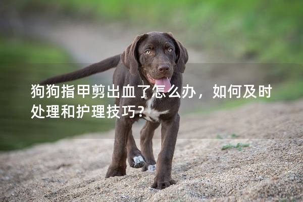 狗狗指甲剪出血了怎么辦,如何及時(shí)處理和護(hù)理技巧? 狗狗指甲剪出血了怎么辦,如何及時(shí)處理和護(hù)理技巧?