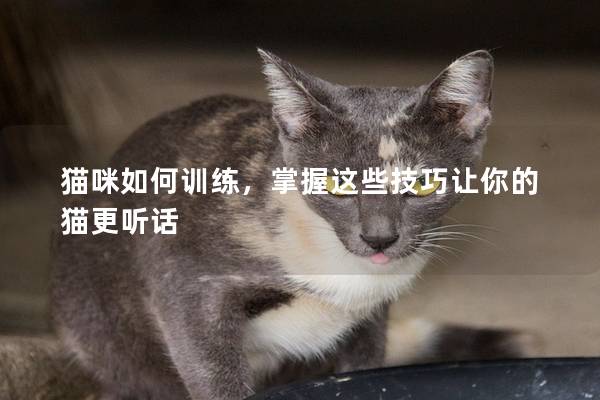 貓咪如何訓練，掌握這些技巧讓你的貓更聽話