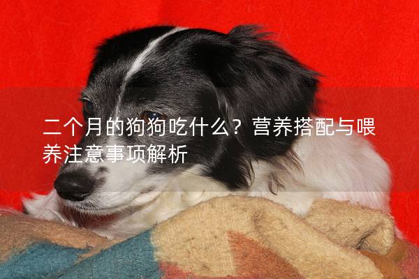 二個(gè)月的狗狗吃什么？營(yíng)養(yǎng)搭配與喂養(yǎng)注意事項(xiàng)解析